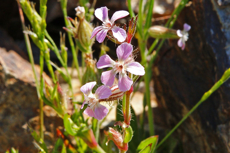 Silene gallica